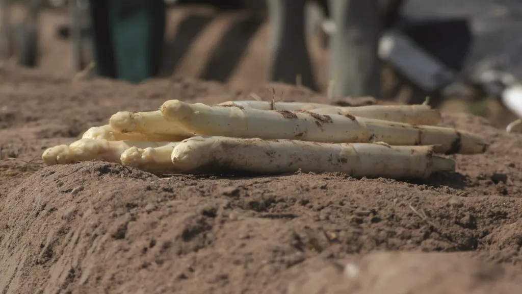 frisch gestochener Spargel auf dem Acker