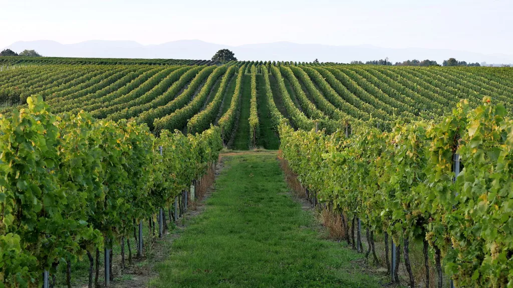 Blick über die Weinberge bis zum Pfälzerwald