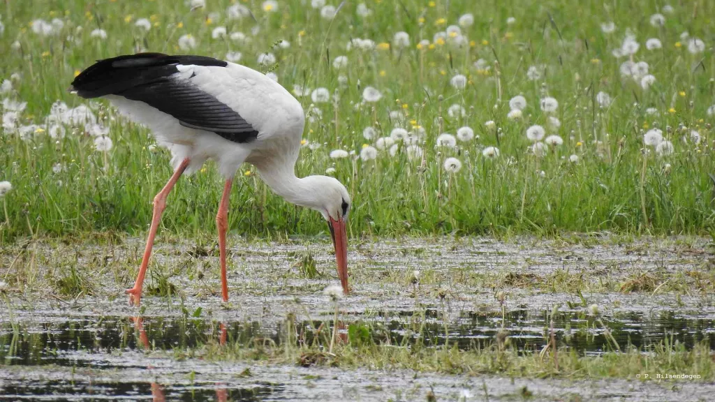 Storch in den bewässerten Wiesen bei Bellheim.