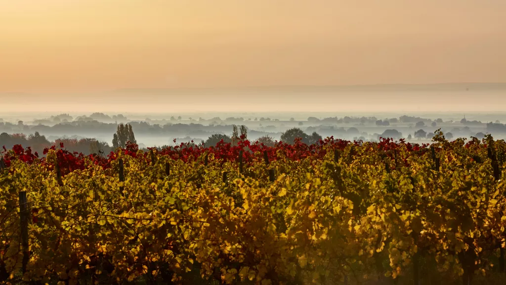 Weinrebenimpression im Herbst