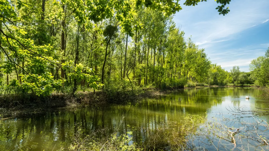 Altrheinimpression am Treidlerweg