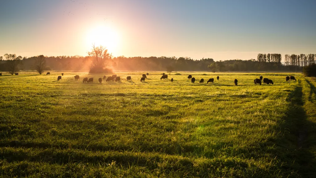 Sonnenaufgang über einer Wiese am Viehstrich