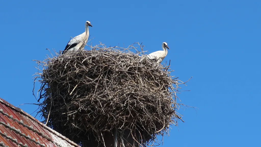 Zwei Störche im Nest auf einem Dach in Winden