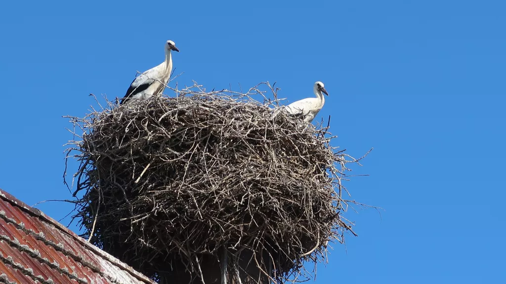 Zwei Störche im Nest auf einem Dach in Winden