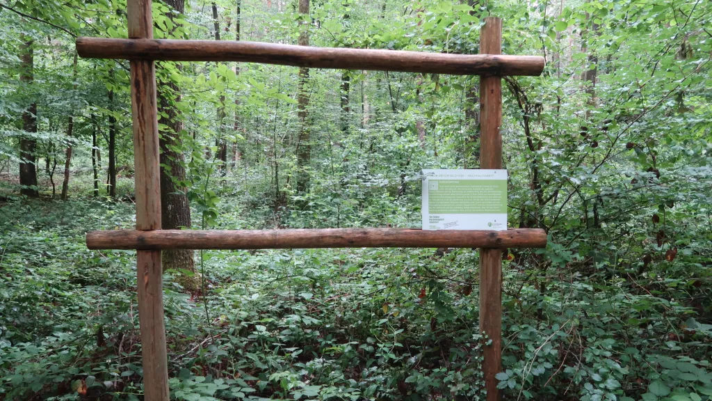  Durchblick im Bienwald - zum Thema Nachhaltigkeit