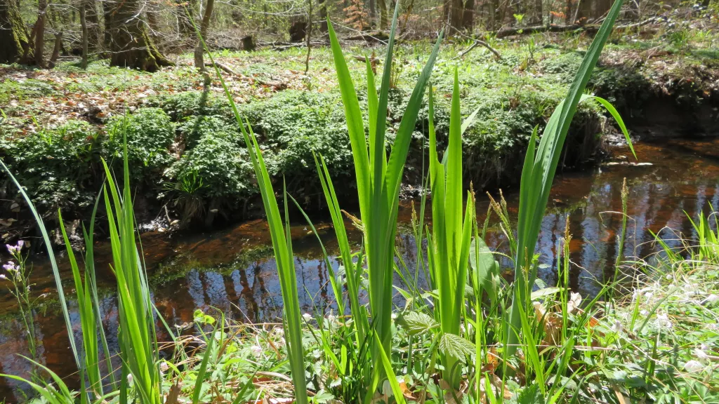 Frühlingserwachen am Heilbach