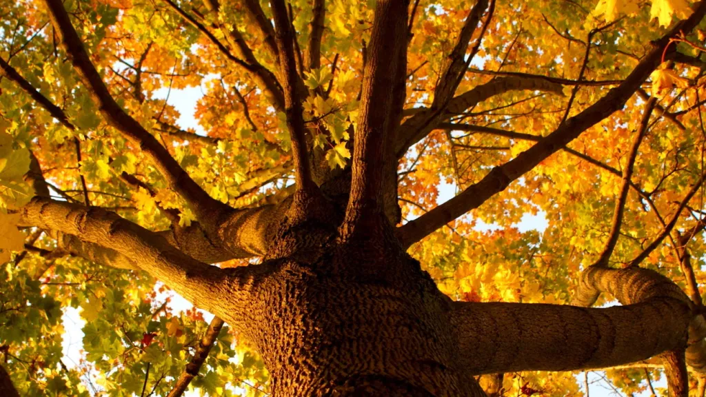 Baum von Unten