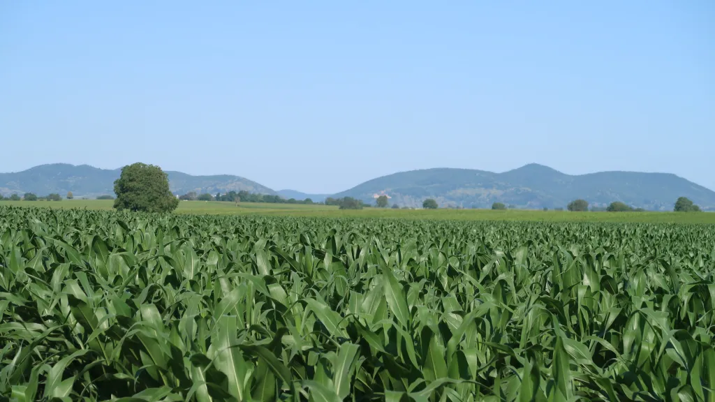 Blick auf den Pfälzer Wald