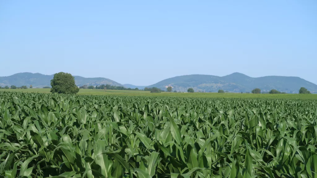 Blick auf den Pfälzer Wald