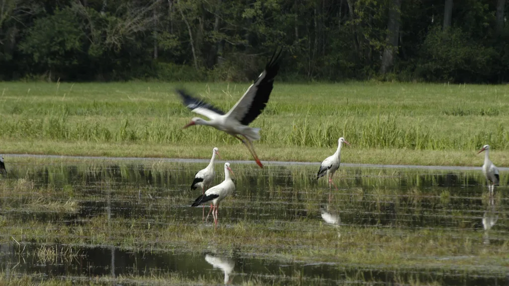 Storch über den Queichwiesen