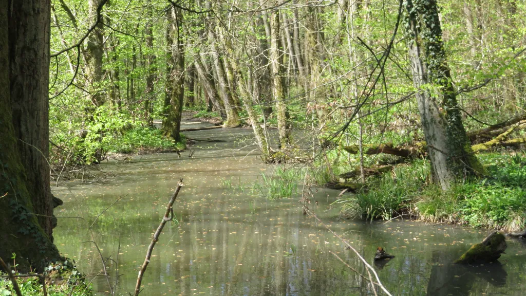 Wasserimpressionen im Bienwald