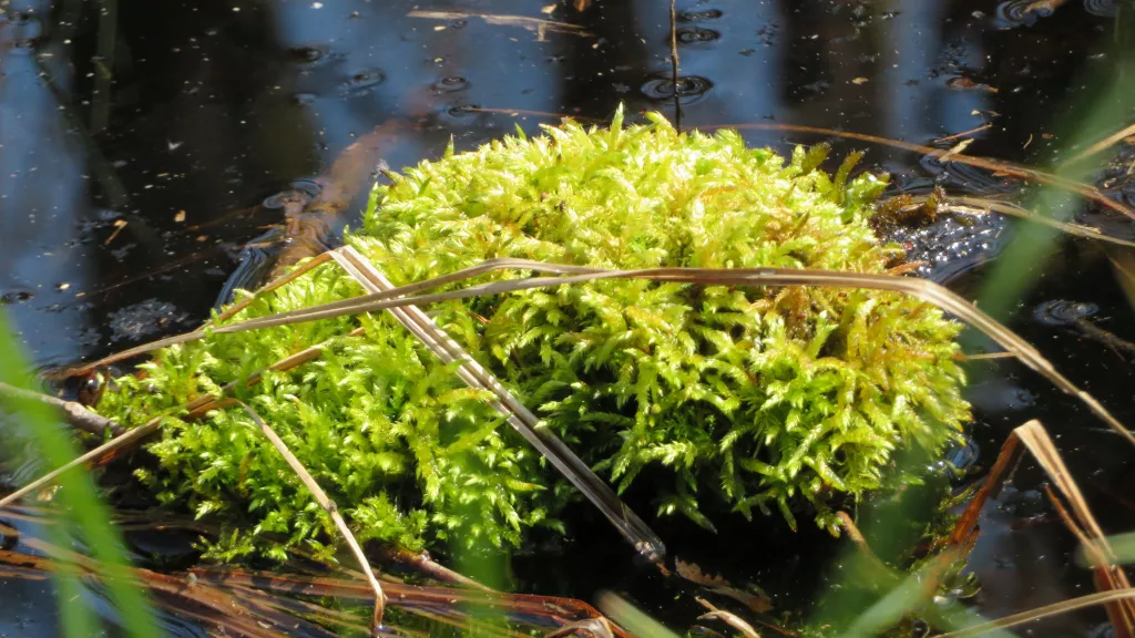 Wasserimpressionen im Bienwald