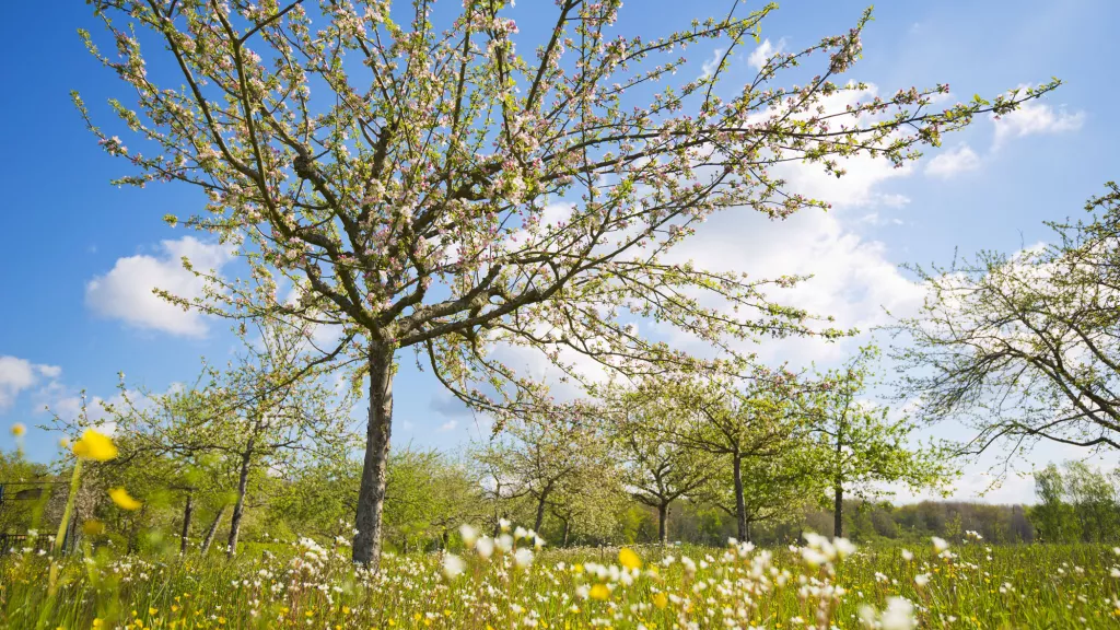 Wiese mit blühenden Streuobstbäumen 