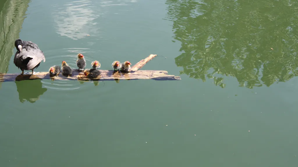 Entenfamilie am Altrheinarm