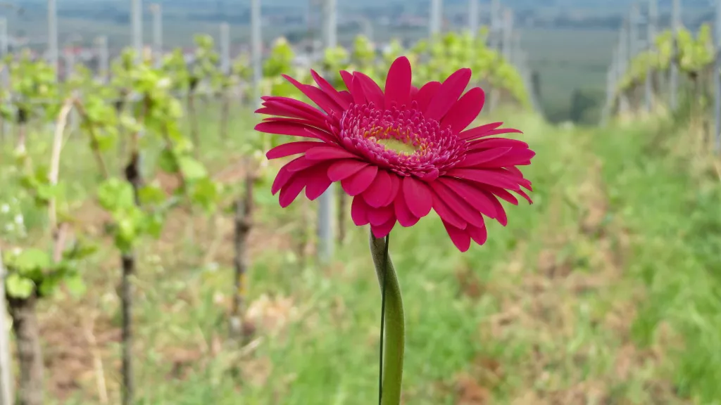 Stilleben - rote Gerbera