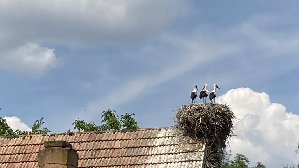 Störche in Winden