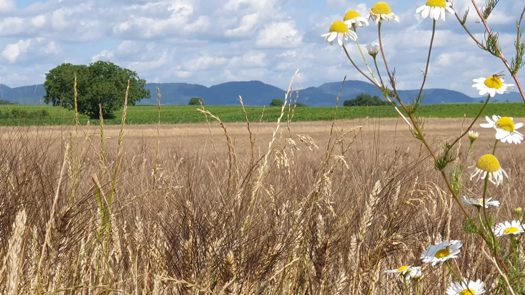 Blick zum Pfälzerwald