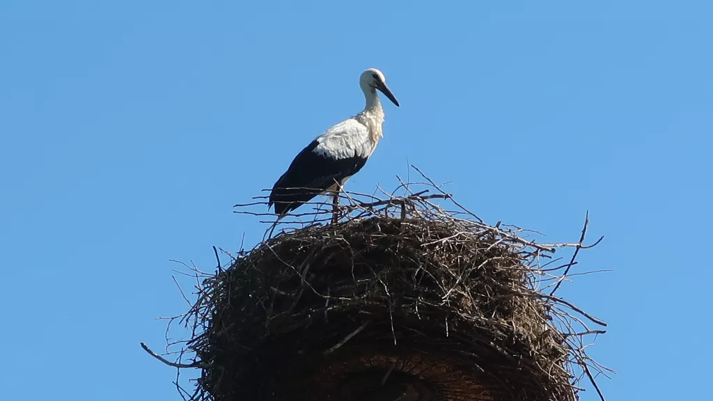 Storch im Nest