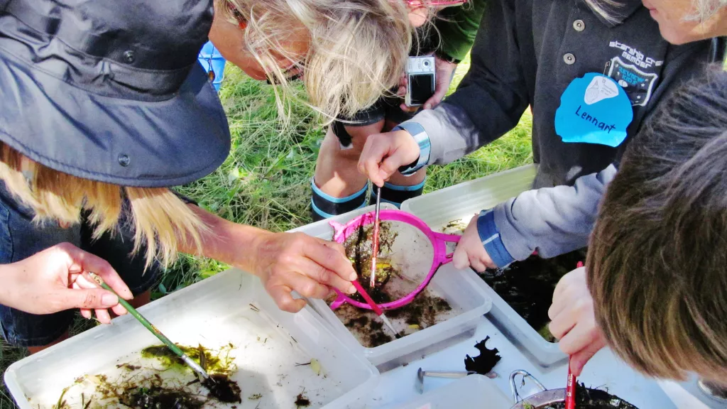 Kinder erforschen mit Sieben und Lupen Algen und Wasserpflanzen in Plastikwannen