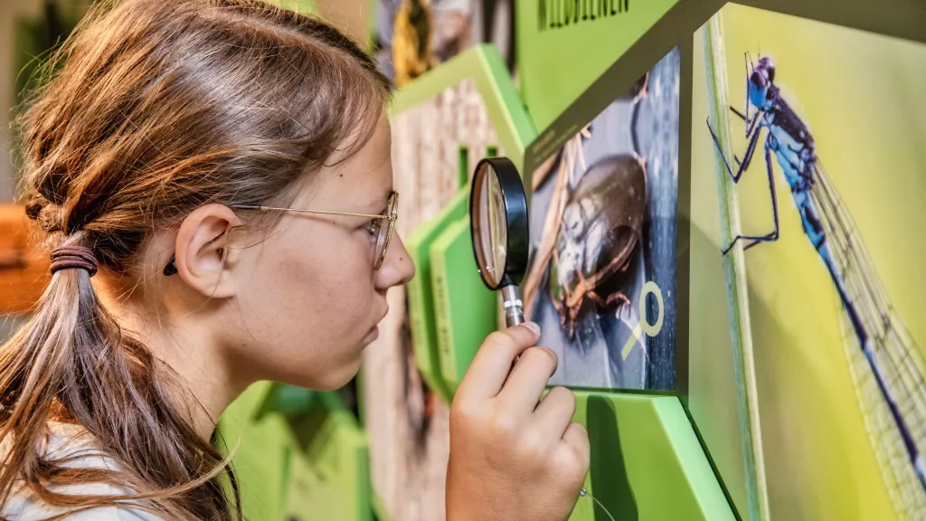 Mädchen betrachtet das Foto eines Insektes durch eine Lupe