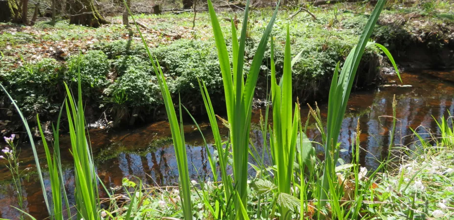 Frühlingserwachen am Heilbach