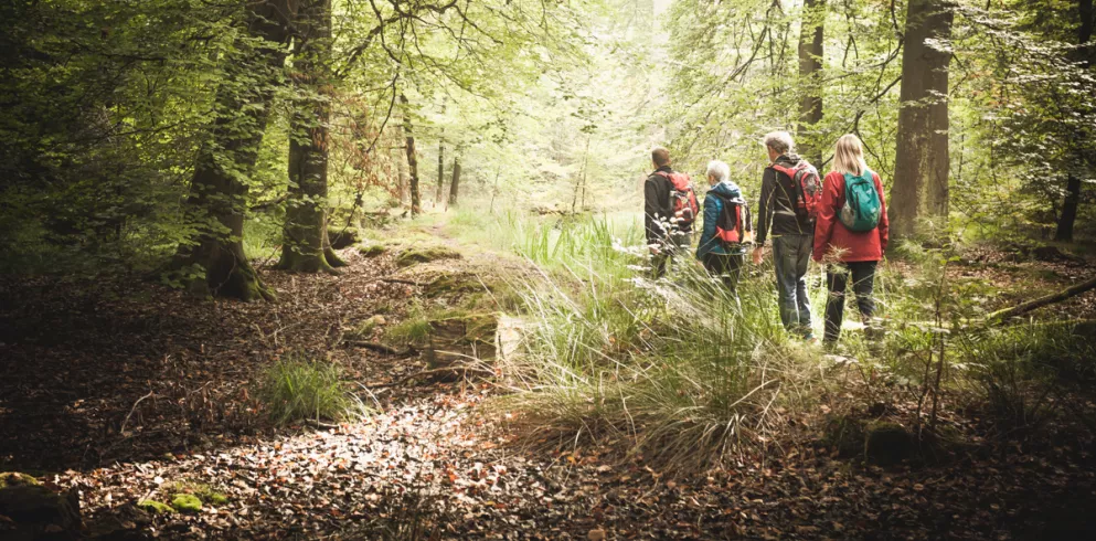 Wandern im Bienwald