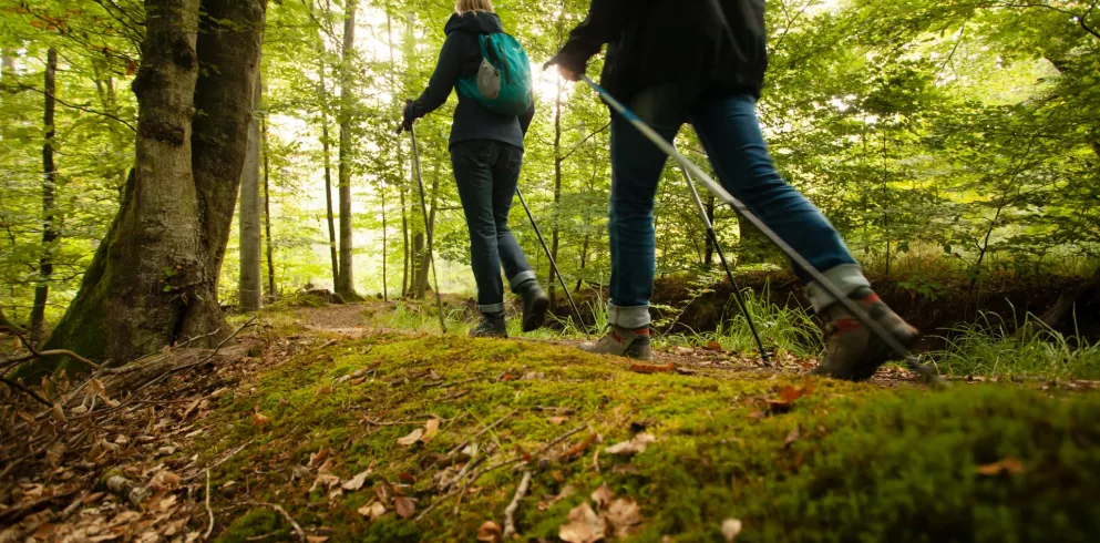 Wanderer laufen durch den Bienwald