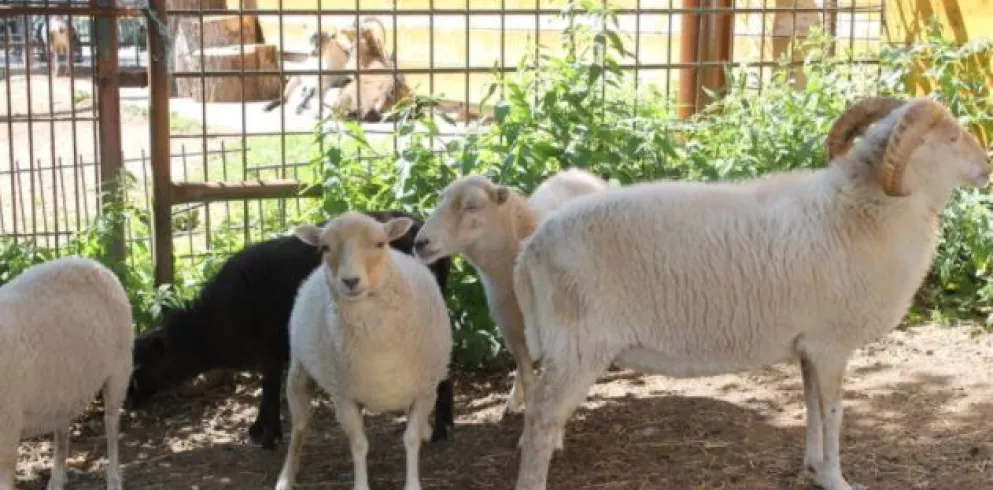 Schafe im Streichelzoo Rülzheim