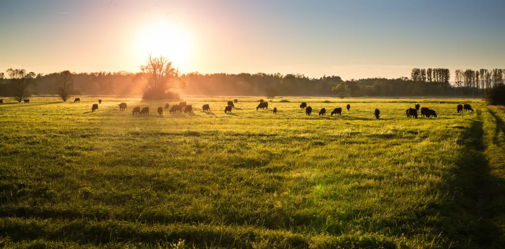Sonnenaufgang über einer Wiese am Viehstrich
