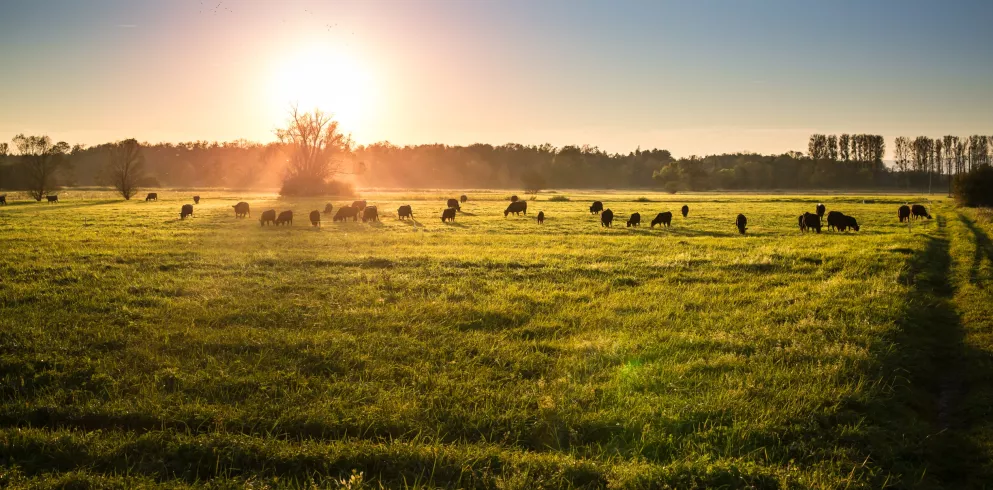 Sonnenaufgang über einer Wiese am Viehstrich