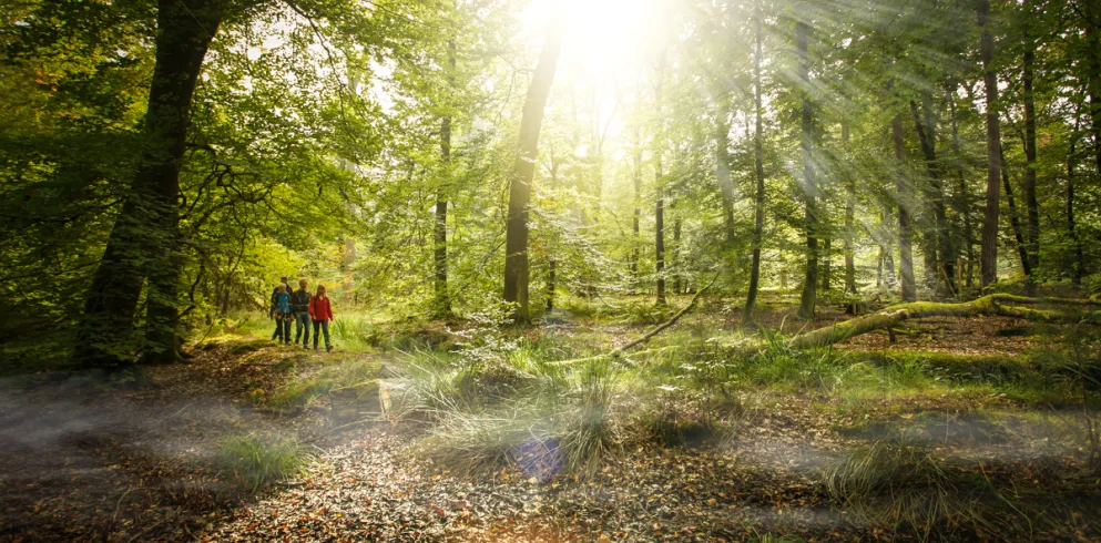 Wanderer auf Westwallwanderweg