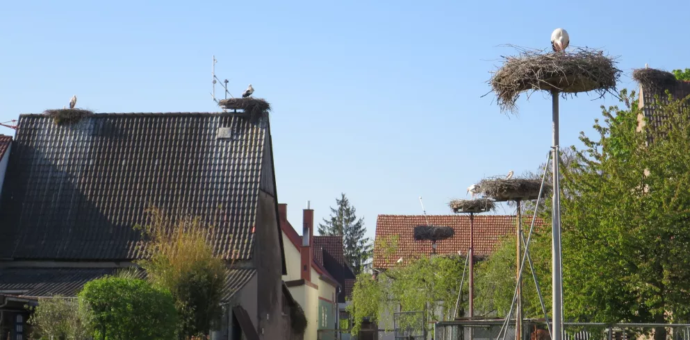 Storchenhorste in Knittelsheim