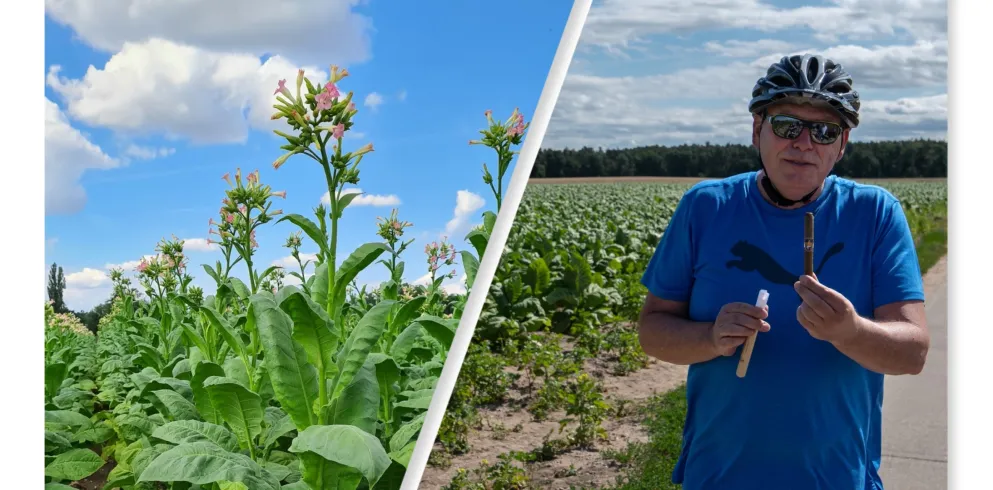 Tabakpflanzen, Michael Walter