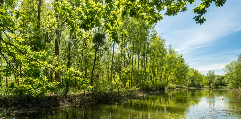 Altrheinimpression am Treidlerweg