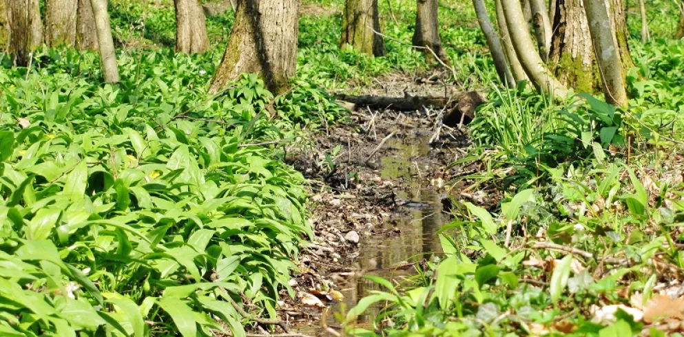 Dem Frühling auf der Spur - im Wald