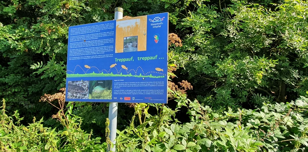 Schild mit der Beschreibung der Fischtreppe in Erlenbach