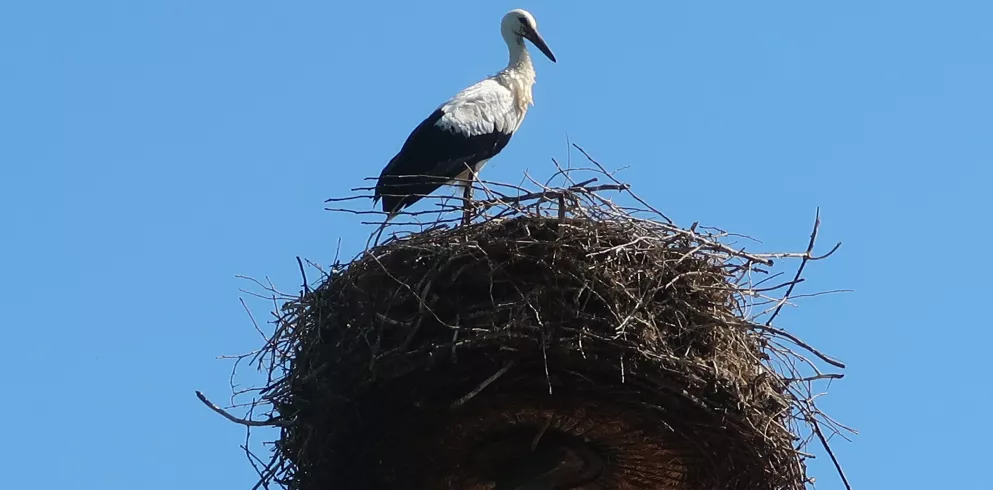 Storch im Nest