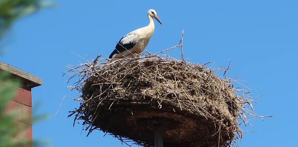 Storch in Winden