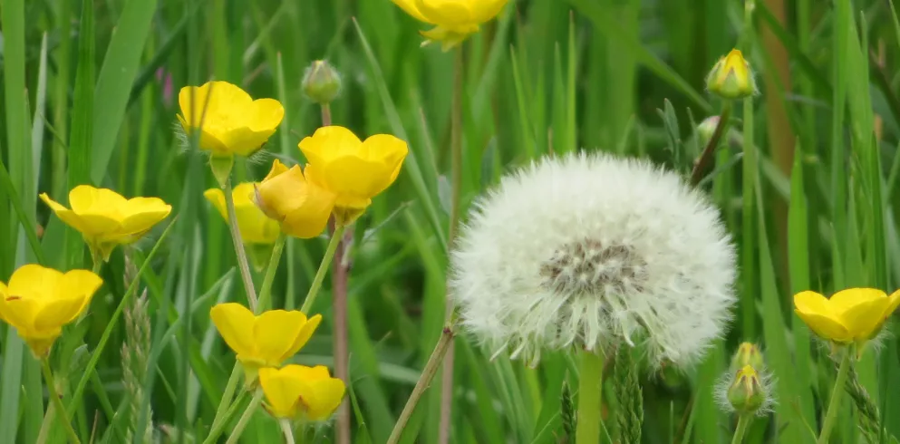 Pusteblume inmitten von Butterblumen