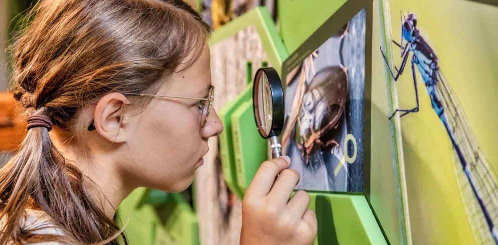 Mädchen betrachtet das Foto eines Insektes durch eine Lupe