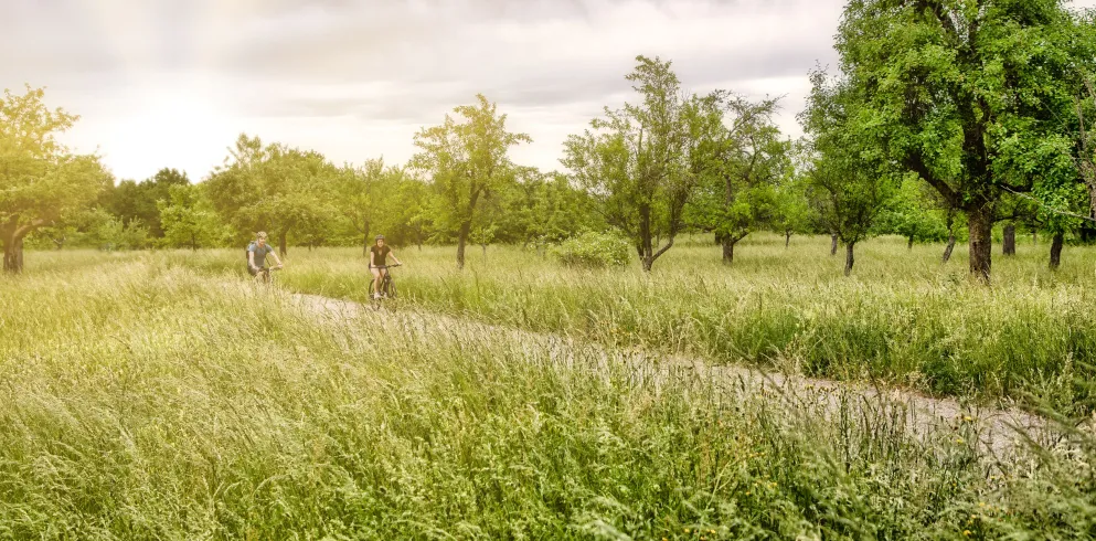 Zwei Radfahrer bei sanftem Licht auf einem herrlichem Radweg zwischen hohem Gras