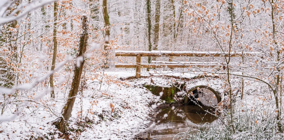 Bienwald im Winter