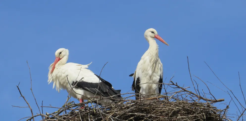 Storchenpaar im Nest