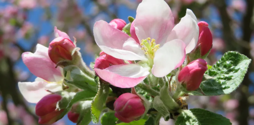Nahaufnahme einer Apfelblüte