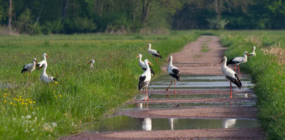 Störche auf dem Weg