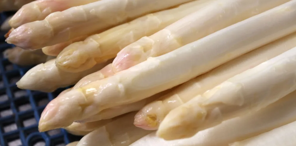 Frischer weißer Spargel