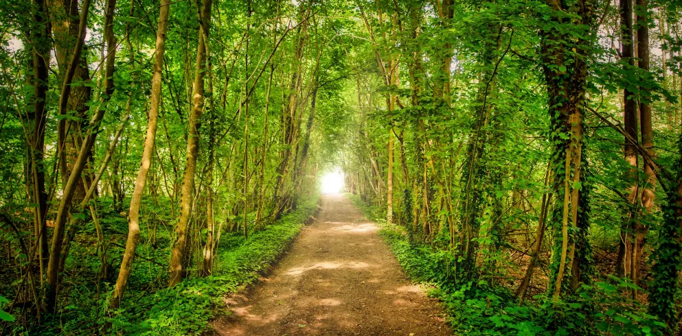Breiter Waldweg in den Rheinauen im Sommer