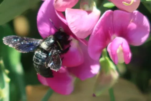 Anflug einer Holzbiene auf Blüte
