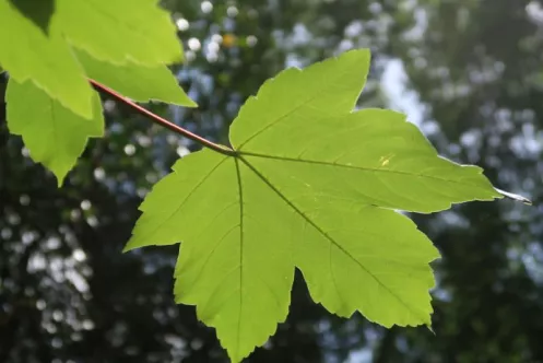 Blätter im Wald