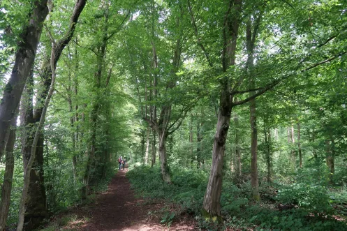 Naturfreunde Rundwanderweg 2 im Bienwald